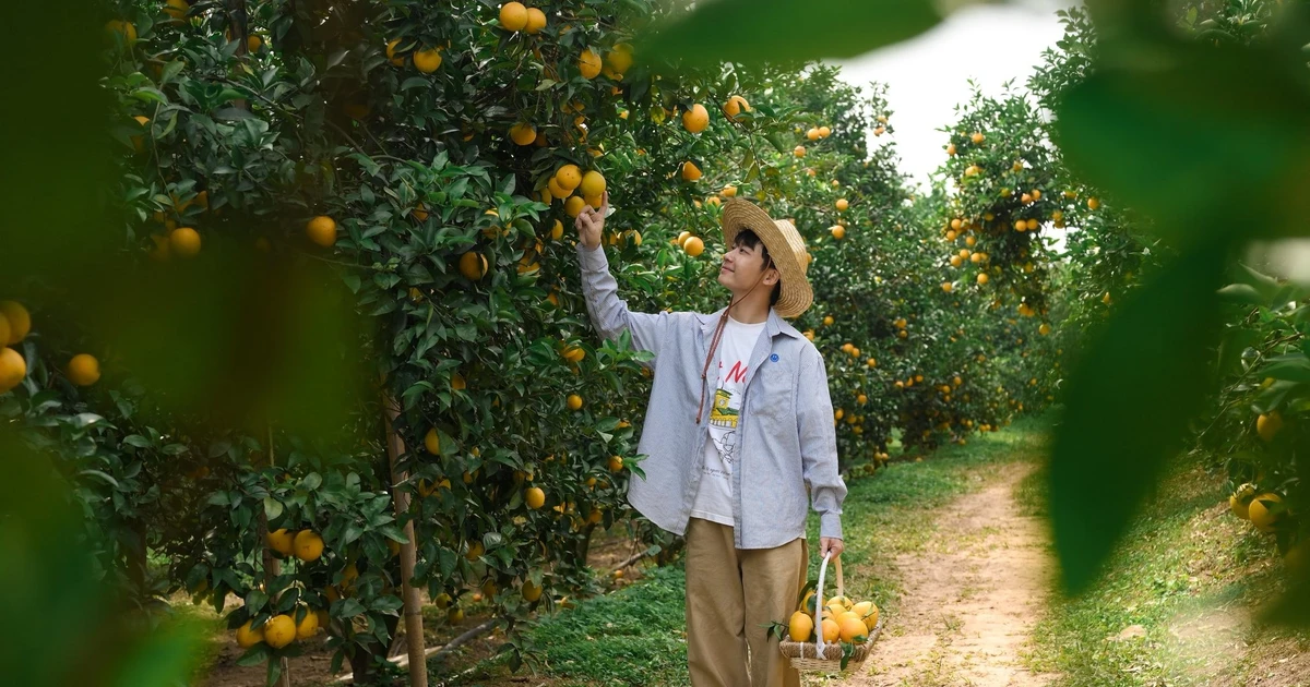 View - Rực rỡ mùa cam chín trên triền đồi Lục Ngạn, hút khách trải nghiệm | Báo Tri thức và Cuộc sống - TIN TỨC PHỔ BIẾN KIẾN THỨC 24H