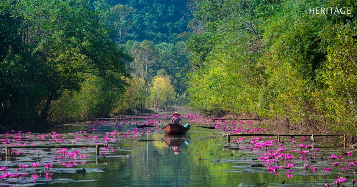 View - Ngắm suối Yến rực tím hoa súng điểm checkin mùa thu không thể bỏ lỡ | Báo Tri thức và Cuộc sống - TIN TỨC PHỔ BIẾN KIẾN THỨC 24H