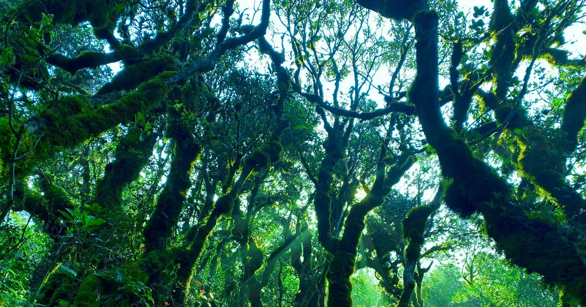 View - Rừng cổ thụ rêu xanh Nậm Nghẹp điểm trekking mê hoặc du khách yêu thiên nhiên | Báo Tri thức và Cuộc sống - TIN TỨC PHỔ BIẾN KIẾN THỨC 24H