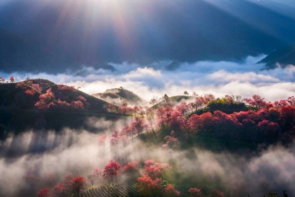 View - Mai anh đào nhuộm sắc phố núi, Sa Pa vào mùa đẹp nhất cuối năm | Báo Tri thức và Cuộc sống - TIN TỨC PHỔ BIẾN KIẾN THỨC 24H