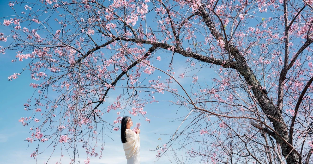 View - Mai anh đào Đà Lạt vào mùa đẹp nhất, 5 tọa độ ngắm hoa không nên bỏ lỡ | Báo Tri thức và Cuộc sống - TIN TỨC PHỔ BIẾN KIẾN THỨC 24H