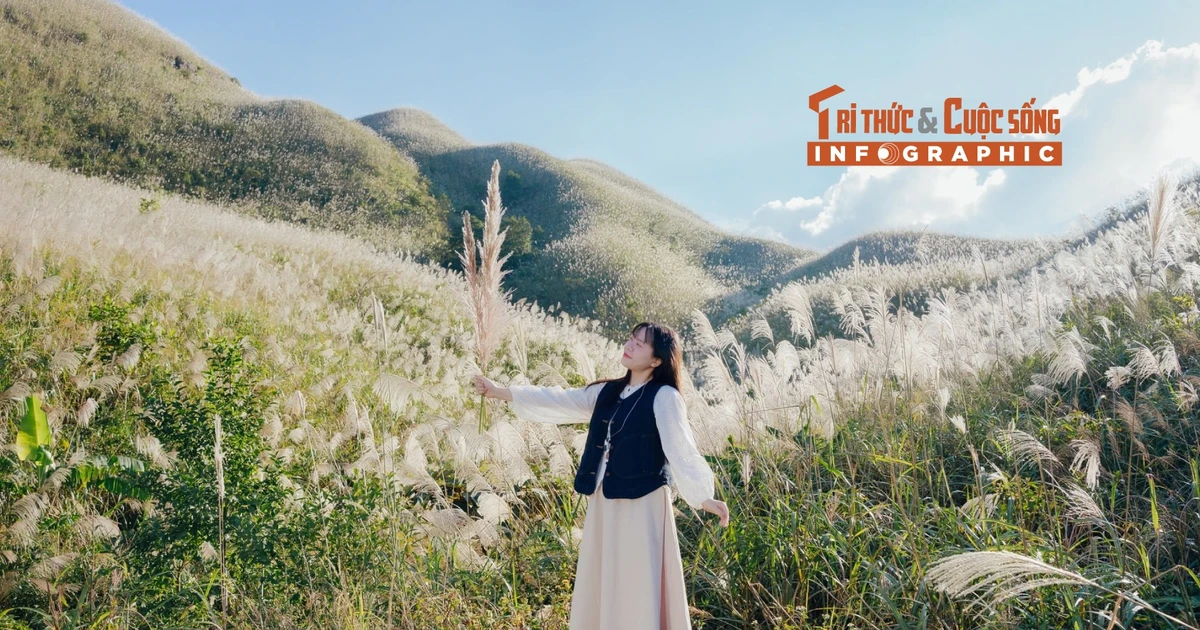 View - [INFOGRAPHIC] Bình Liêu mùa lau trắng | Báo Tri thức và Cuộc sống - TIN TỨC PHỔ BIẾN KIẾN THỨC 24H