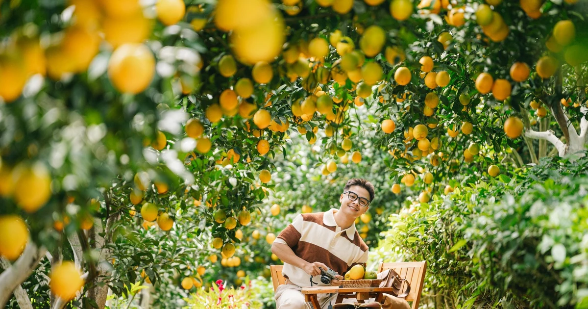 View - Cam rốn chín vàng trên triền đồi Mộc Châu, hút khách tới 'săn' ảnh | Báo Tri thức và Cuộc sống - TIN TỨC PHỔ BIẾN KIẾN THỨC 24H