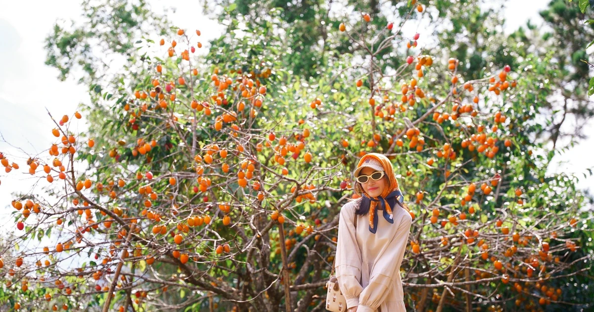 View - Sắc cam rực rỡ trên cao nguyên Măng Đen mùa hồng giòn | Báo Tri thức và Cuộc sống - TIN TỨC PHỔ BIẾN KIẾN THỨC 24H