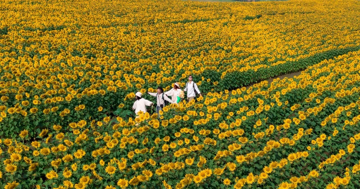 View - Bí kíp sống ảo cực 'cháy' giữa biển hoa hướng dương rực rỡ ở Nghệ An | Báo Tri thức và Cuộc sống - TIN TỨC PHỔ BIẾN KIẾN THỨC 24H