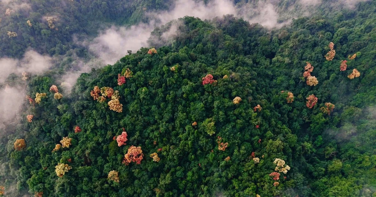 Gallery - Cuối năm về Phong Nha – Kẻ Bàng ngắm rừng Trường Nhãn đổi màu | Báo Tri thức và Cuộc sống - TIN TỨC PHỔ BIẾN KIẾN THỨC 24H