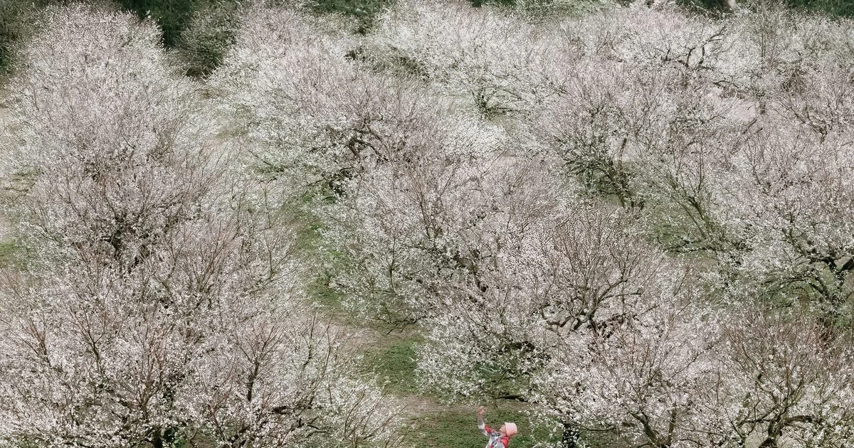 View - Hoa mận trái mùa khoe sắc trắng trên cao nguyên Mộc Châu, hút khách cuối năm | Báo Tri thức và Cuộc sống - TIN TỨC PHỔ BIẾN KIẾN THỨC 24H