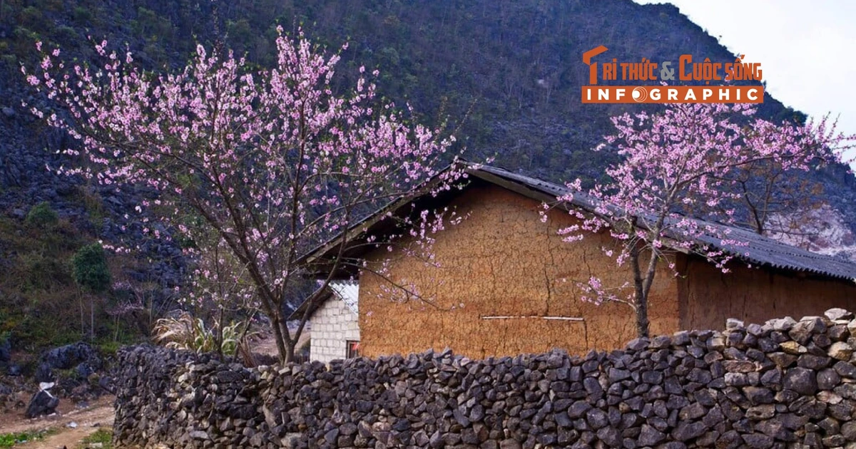 View - [INFO] Điểm đến lý tưởng ngắm hoa anh đào ở Tuyên Quang dịp Tết Dương lịch | Báo Tri thức và Cuộc sống - TIN TỨC PHỔ BIẾN KIẾN THỨC 24H