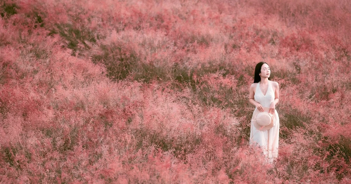 View - Đồi cỏ hồng Mộc Châu rực sắc hút các nàng thơ tới check-in | Báo Tri thức và Cuộc sống - TIN TỨC PHỔ BIẾN KIẾN THỨC 24H