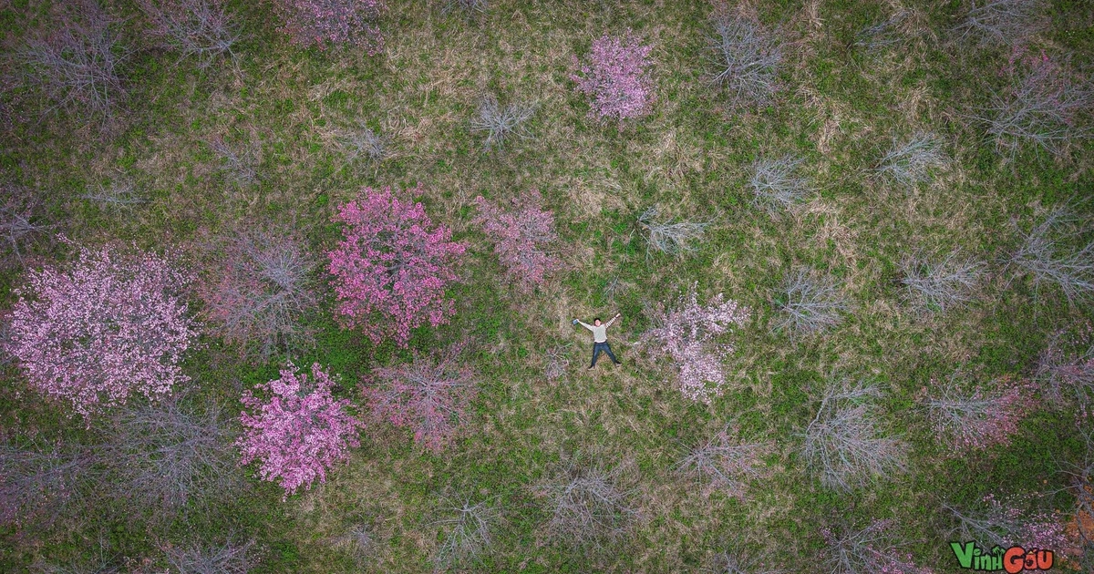 View - Tết Dương lịch check-in đảo hoa Pá Khoang rực hồng | Báo Tri thức và Cuộc sống - TIN TỨC PHỔ BIẾN KIẾN THỨC 24H