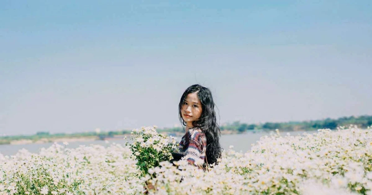 View - Cúc họa mi vào vụ, bãi đá sông Hồng rộn ràng khách đổ về săn sắc trắng | Báo Tri thức và Cuộc sống - TIN TỨC PHỔ BIẾN KIẾN THỨC 24H