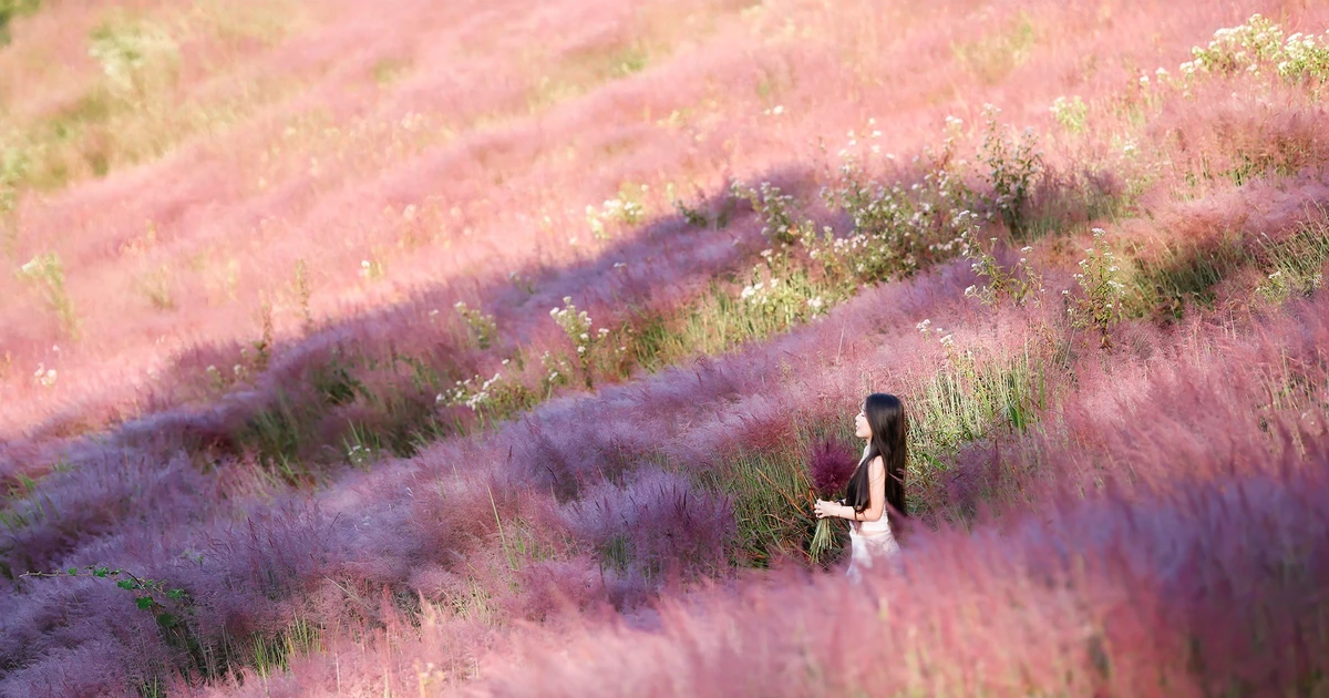 View - Đồi cỏ lau hồng Đà Lạt rực rỡ, hút hồn du khách yêu thiên nhiên | Báo Tri thức và Cuộc sống - TIN TỨC PHỔ BIẾN KIẾN THỨC 24H