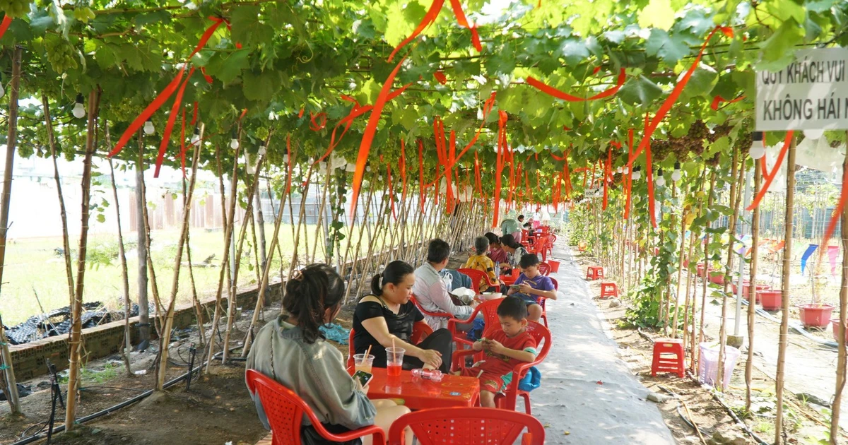 View - Quán cà phê giữa vườn nho trĩu quả, điểm check-in mới lạ ở TP HCM | Báo Tri thức và Cuộc sống - TIN TỨC PHỔ BIẾN KIẾN THỨC 24H