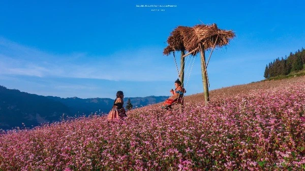 View - Tuyên Quang vào mùa tam giác mạch biển hoa tím hồng mê hoặc du khách | Báo Tri thức và Cuộc sống - TIN TỨC PHỔ BIẾN KIẾN THỨC 24H