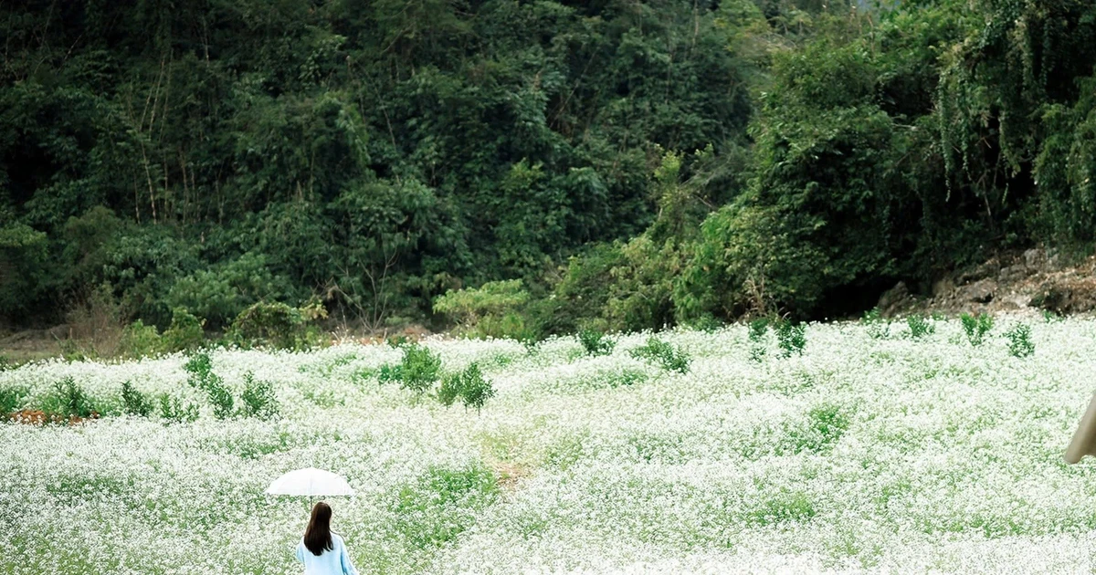 View - Mộc Châu mùa cải trắng tấm áo tinh khôi phủ kín cao nguyên, níu chân du khách | Báo Tri thức và Cuộc sống - TIN TỨC PHỔ BIẾN KIẾN THỨC 24H
