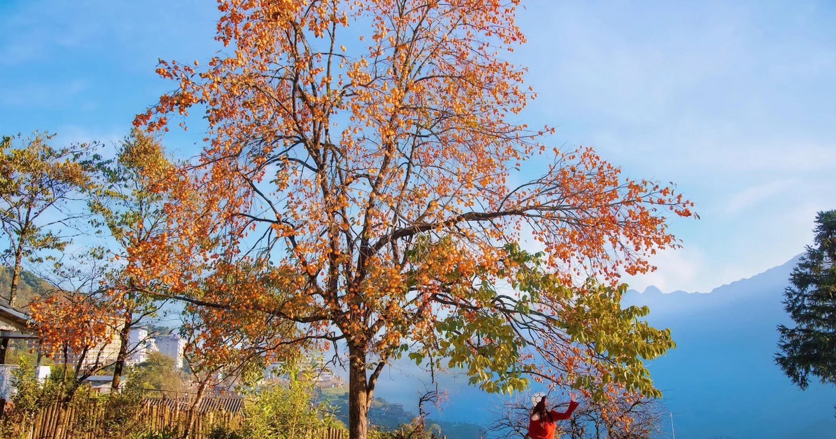 View - Cây hồng 'Hoàng Hậu' rực sắc vàng giữa mùa đông Sa Pa, hút khách tới check-in | Báo Tri thức và Cuộc sống - TIN TỨC PHỔ BIẾN KIẾN THỨC 24H