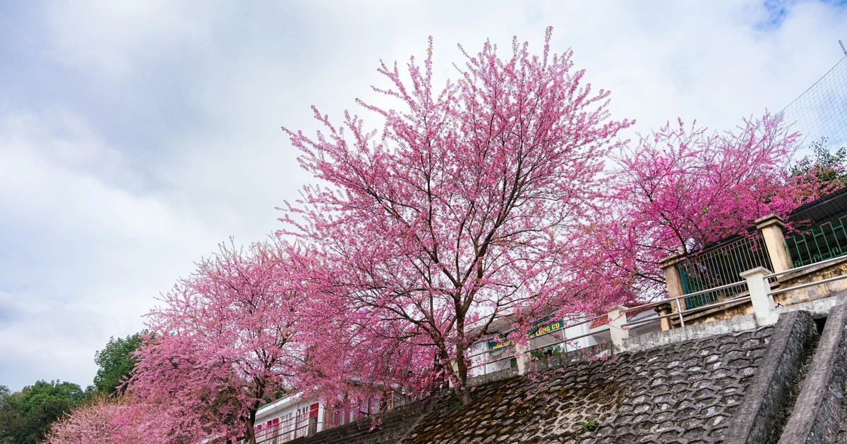 View - Sắc hồng mai anh đào rực rỡ tại Đồn Biên phòng Lũng Cú hút khách tới check-in | Báo Tri thức và Cuộc sống - TIN TỨC PHỔ BIẾN KIẾN THỨC 24H