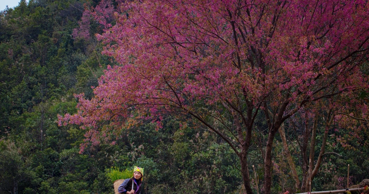 View - Du lịch Mù Cang Chải mùa hoa tớ dày những điều du khách cần biết | Báo Tri thức và Cuộc sống - TIN TỨC PHỔ BIẾN KIẾN THỨC 24H