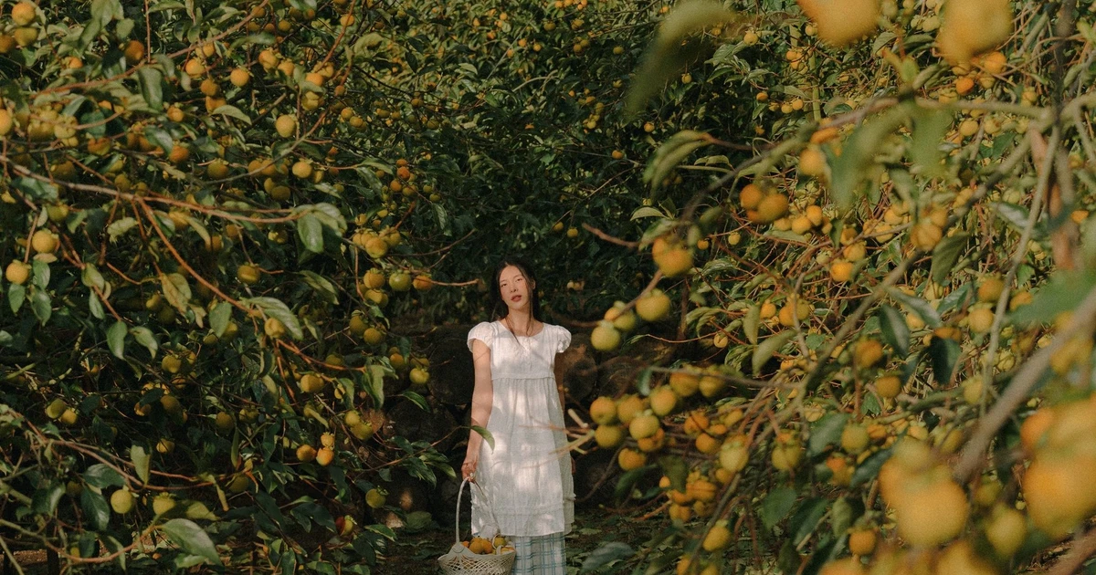 View - Về cao nguyên Mộc Châu mùa thu, đón mùa hồng chín và đồi cỏ hồng rực rỡ | Báo Tri thức và Cuộc sống - TIN TỨC PHỔ BIẾN KIẾN THỨC 24H