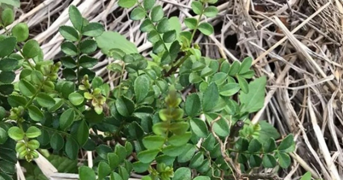 View - Cây dại mọc hoang "lên đời" thành đặc sản dân phố săn lùng, 800.000 đồng/kg | Báo Tri thức và Cuộc sống - TIN TỨC PHỔ BIẾN KIẾN THỨC 24H