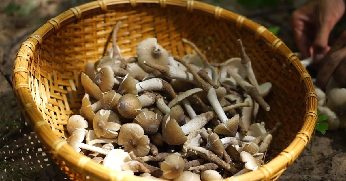 View - Loại nấm mọc nửa đêm gần triệu đồng/kg vẫn hút khách | Báo Tri thức và Cuộc sống - TIN TỨC PHỔ BIẾN KIẾN THỨC 24H