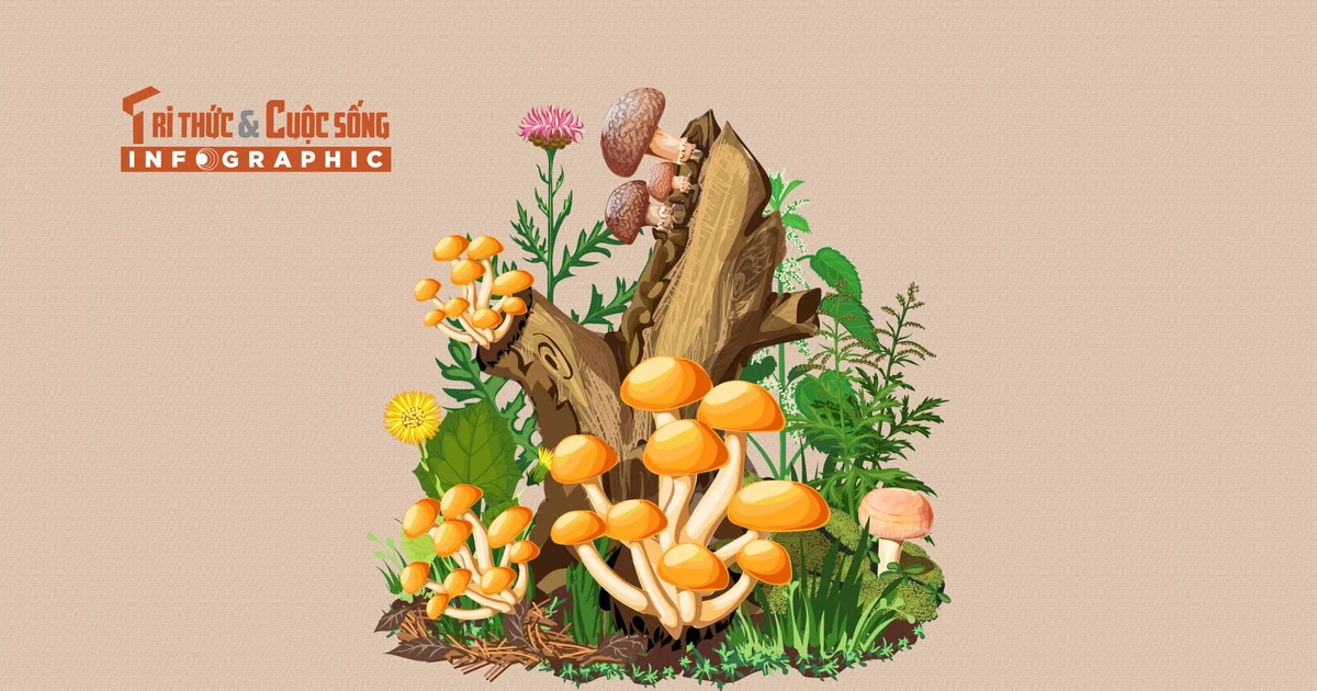 View - [INFOGRAPHIC] 3 loại nấm đắt đỏ tại Việt Nam | Báo Tri thức và Cuộc sống - TIN TỨC PHỔ BIẾN KIẾN THỨC 24H