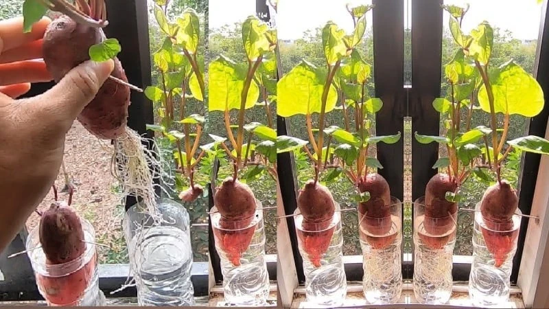 View - 4 loại củ trong bếp trồng thành cây cảnh cực xinh | Báo Tri thức và Cuộc sống - TIN TỨC PHỔ BIẾN KIẾN THỨC 24H