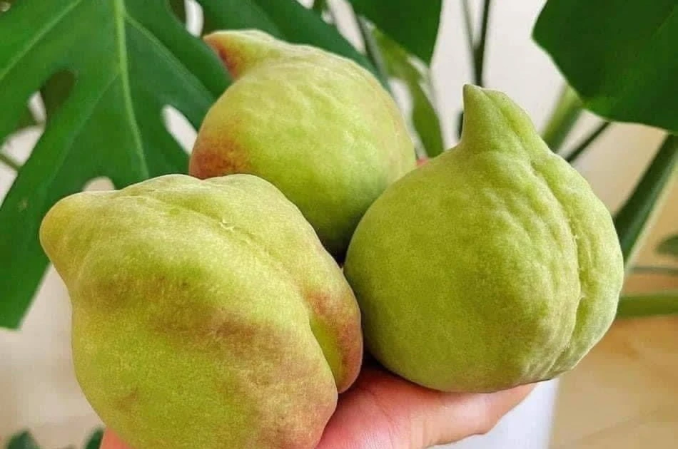 View - Đào mỏ quạ bán đầy chợ, phân biệt hàng Việt và Trung Quốc thế nào? | Báo Tri thức và Cuộc sống - TIN TỨC PHỔ BIẾN KIẾN THỨC 24H