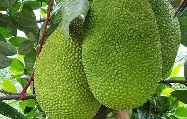 Giá mít tăng mạnh nhờ nhu cầu xuất khẩu