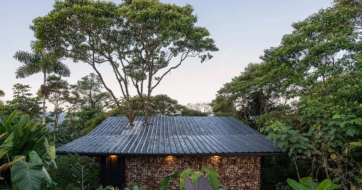 View - Độc đáo ngôi nhà với cây lớn xuyên mái giữa rừng | Báo Tri thức và Cuộc sống - TIN TỨC PHỔ BIẾN KIẾN THỨC 24H