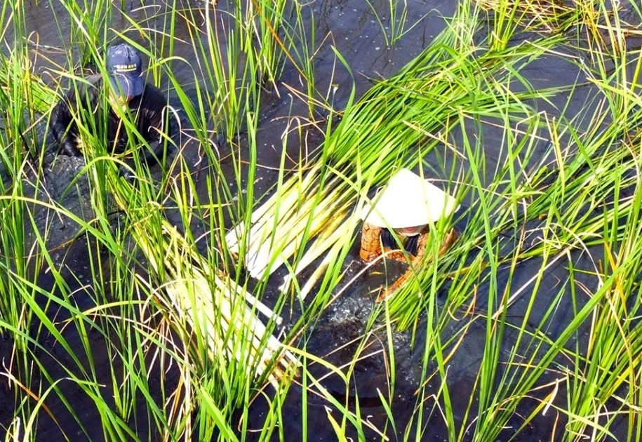 View - Cỏ dại xưa "cứu đói" bất ngờ thành đặc sản "hốt bạc" | Báo Tri thức và Cuộc sống - TIN TỨC PHỔ BIẾN KIẾN THỨC 24H