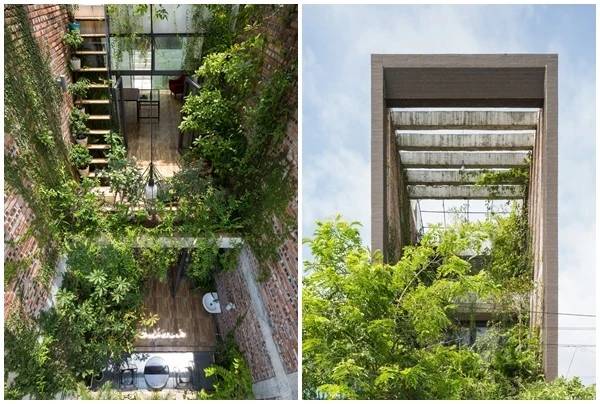 View - Ngôi nhà xanh mướt từ trong ra ngoài ở Bắc Ninh | Báo Tri thức và Cuộc sống - TIN TỨC PHỔ BIẾN KIẾN THỨC 24H