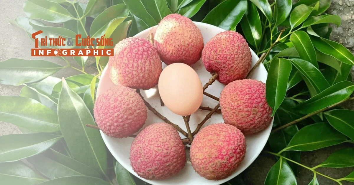 View - INFOGRAPHIC: Vải trứng đặc sản 200.000 đồng/kg không đủ bán | Báo Tri thức và Cuộc sống - TIN TỨC PHỔ BIẾN KIẾN THỨC 24H