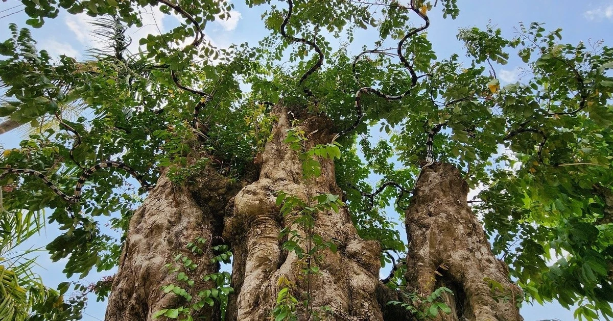 View - Chiêm ngưỡng vườn bonsai cổ thụ tiền tỷ của 9X Đắk Lắk | Báo Tri thức và Cuộc sống - TIN TỨC PHỔ BIẾN KIẾN THỨC 24H