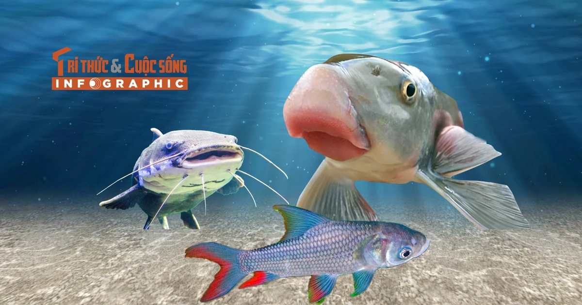 View - [INFOGRAPHIC] 3 loại "cá tiến vua" giá tiền triệu ở Việt Nam | Báo Tri thức và Cuộc sống - TIN TỨC PHỔ BIẾN KIẾN THỨC 24H