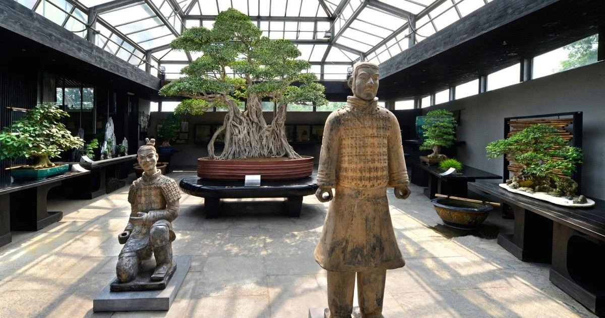 View - Top 5 cây bonsai lâu đời nhất thế giới | Báo Tri thức và Cuộc sống - TIN TỨC PHỔ BIẾN KIẾN THỨC 24H