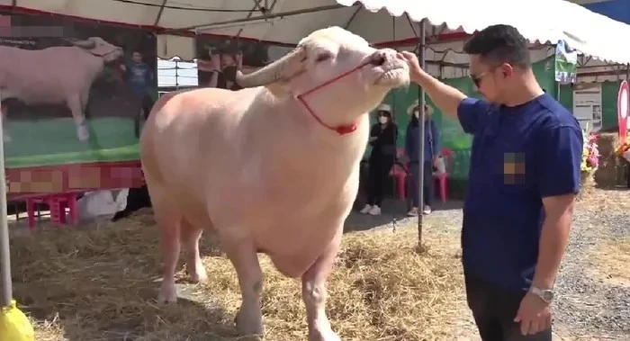 View - Con trâu bạch tạng được trả gần 4 tỷ, chủ quyết không bán | Báo Tri thức và Cuộc sống - TIN TỨC PHỔ BIẾN KIẾN THỨC 24H