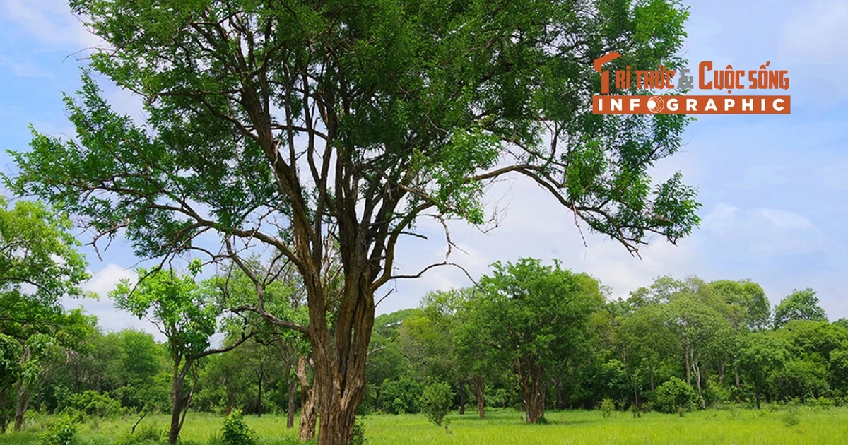 View - [INFOGRAPHIC] Loại gỗ đắt đỏ nhất hành tinh, hơn 300 triệu/m3 | Báo Tri thức và Cuộc sống - TIN TỨC PHỔ BIẾN KIẾN THỨC 24H