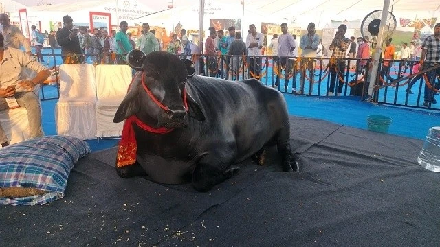 View - Sửng sốt con trâu khổng lồ 1,5 tấn, giá hơn 100 tỷ đồng | Báo Tri thức và Cuộc sống - TIN TỨC PHỔ BIẾN KIẾN THỨC 24H