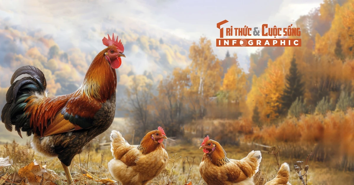 View - [INFOGRAPHIC] 5 loại gà tiến vua đắt đỏ ở Việt Nam | Báo Tri thức và Cuộc sống - TIN TỨC PHỔ BIẾN KIẾN THỨC 24H