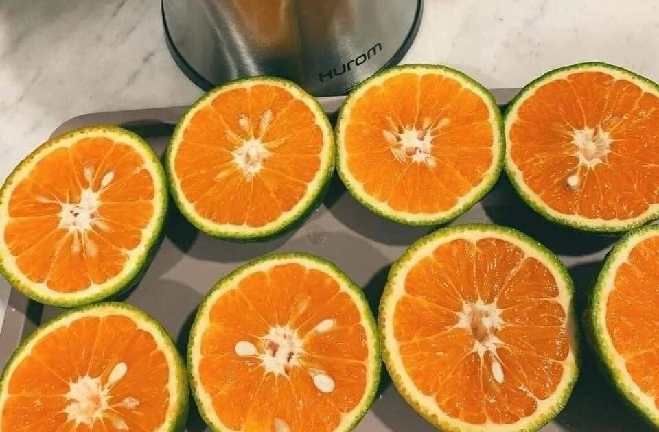 View - Cam siêu rẻ chỉ vài nghìn đồng/kg đang gây sốt là loại gì? | Báo Tri thức và Cuộc sống - TIN TỨC PHỔ BIẾN KIẾN THỨC 24H