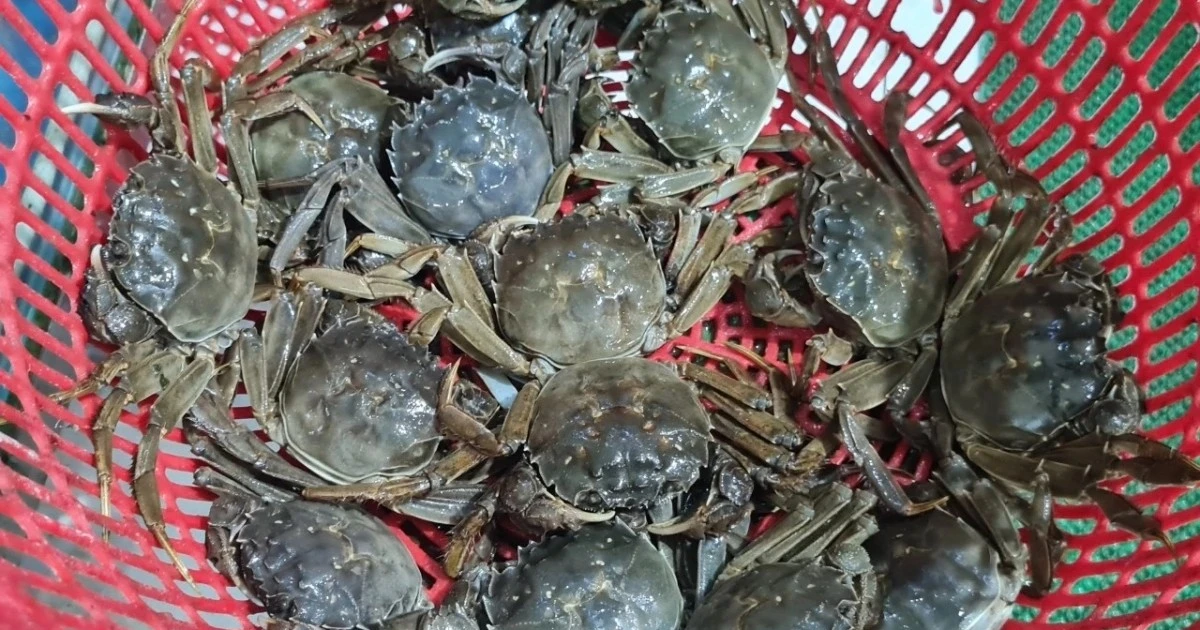 View - Loại cua quý hiếm ngon hơn ghẹ, 600.000 đồng/kg vẫn khó mua | Báo Tri thức và Cuộc sống - TIN TỨC PHỔ BIẾN KIẾN THỨC 24H