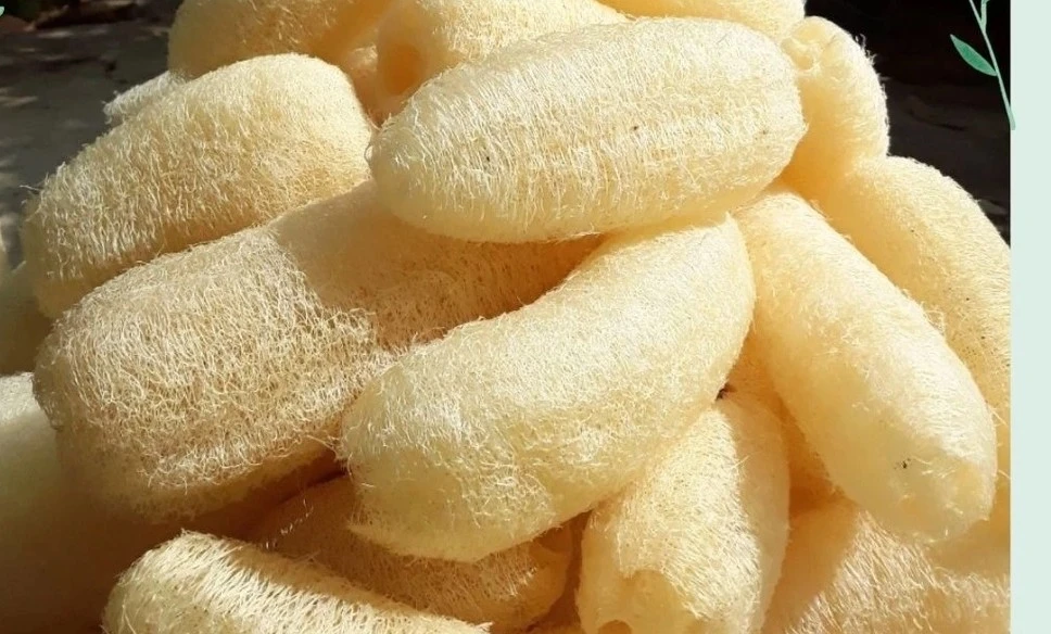 View - Thứ "rẻ như cho" ở Việt Nam, gần triệu đồng/kg tại nước ngoài | Báo Tri thức và Cuộc sống - TIN TỨC PHỔ BIẾN KIẾN THỨC 24H