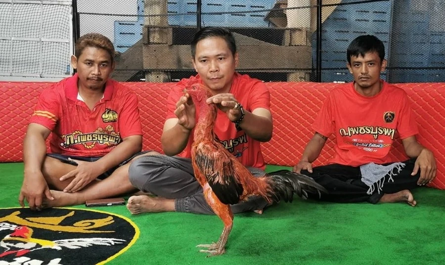 View - Con gà chọi được trả gần 3 tỷ đồng, chủ nhân quyết từ chối | Báo Tri thức và Cuộc sống - TIN TỨC PHỔ BIẾN KIẾN THỨC 24H