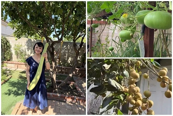 View - Nhà vườn 1.000m2 ngập rau củ của danh ca Hương Lan | Báo Tri thức và Cuộc sống - TIN TỨC PHỔ BIẾN KIẾN THỨC 24H