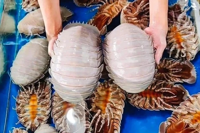 View - Bọ biển khổng lồ đắt hơn tôm hùm có gì đặc biệt? | Báo Tri thức và Cuộc sống - TIN TỨC PHỔ BIẾN KIẾN THỨC 24H