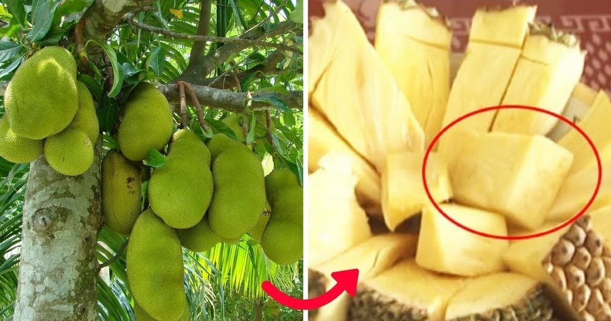 View - Mít không hạt đang gây sốt đắt đỏ cỡ nào? | Báo Tri thức và Cuộc sống - TIN TỨC PHỔ BIẾN KIẾN THỨC 24H