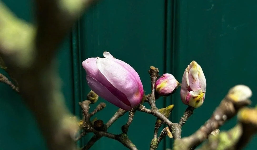 Gallery - Hoa mộc lan hàng triệu đồng/cành 'đổ bộ' chợ Hà Nội | Báo Tri thức và Cuộc sống - TIN TỨC PHỔ BIẾN KIẾN THỨC 24H