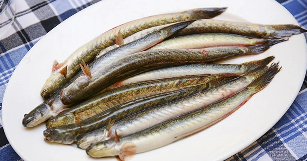 View - Loại cá "nhà nghèo" hóa đặc sản hơn nửa triệu đồng/kg | Báo Tri thức và Cuộc sống - TIN TỨC PHỔ BIẾN KIẾN THỨC 24H