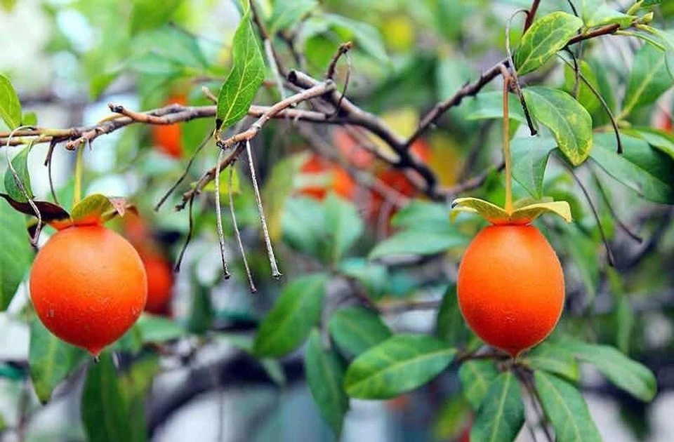 View - 5 loại cây cảnh càng trồng càng "giàu ú ụ" | Báo Tri thức và Cuộc sống - TIN TỨC PHỔ BIẾN KIẾN THỨC 24H